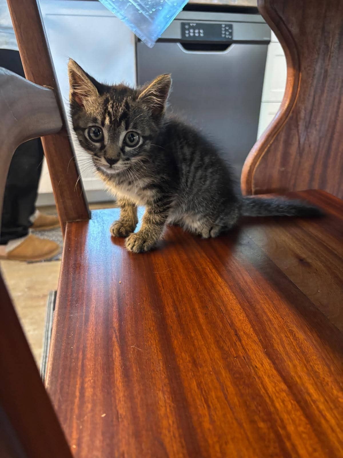 Gatinho 2meses pardo muito meigo
