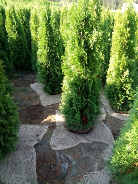 Tuja thuja szmaragd ,krzewy, iglaki,120-130cm