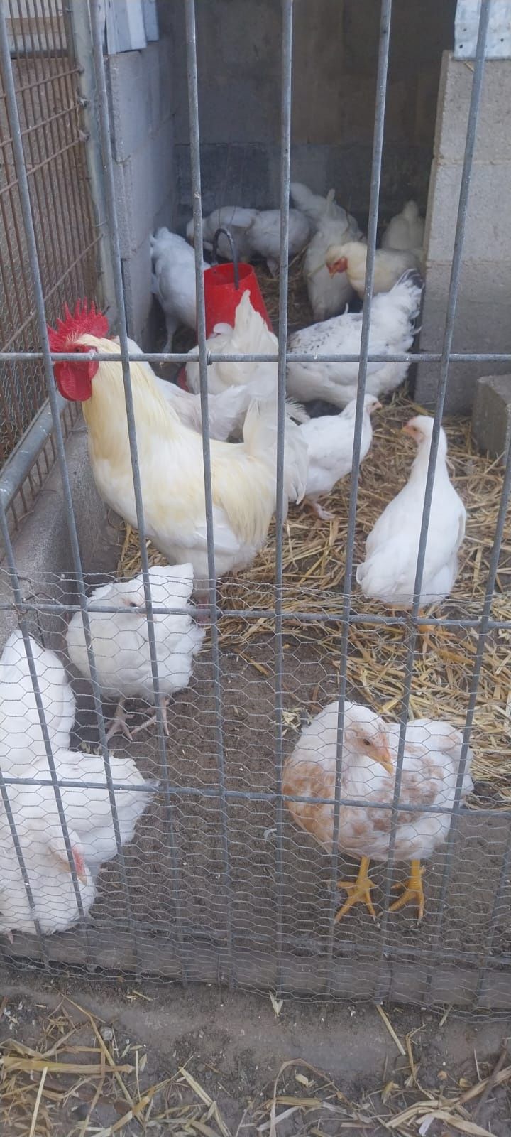Vender-se frangas brancas raça Legone