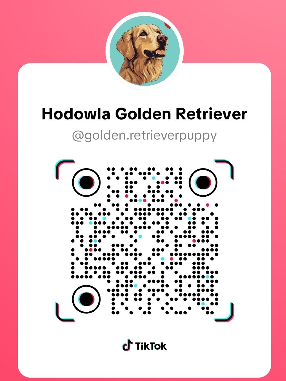 Golden retriever suczka do rezerwacji