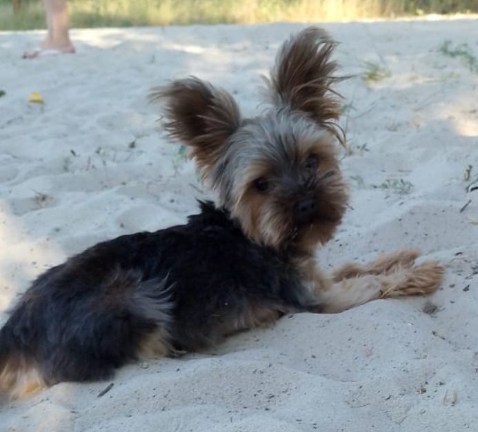 В'язка йоршенський тер'єр