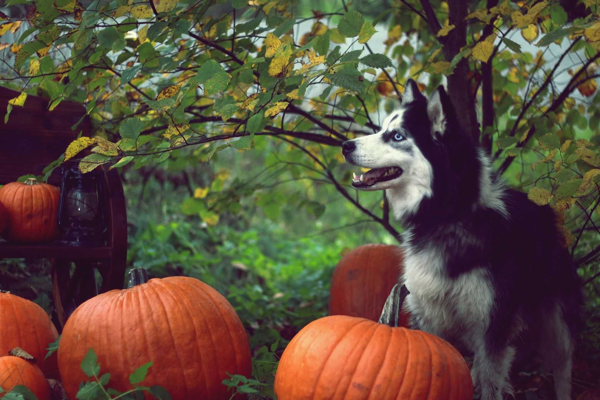 Niezwykle piękna, długowłosa suczka husky szuka domu