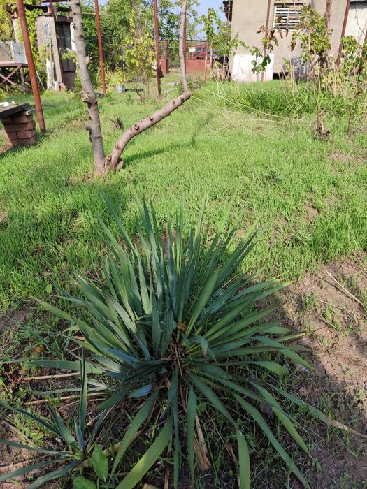 Продам дачу, участок 6 сотих з будиночком