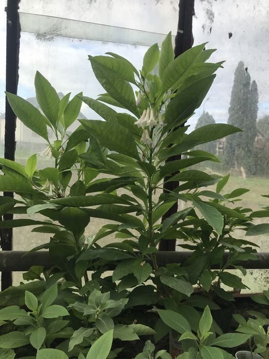 Iochroma wieksza o kwiatach bialych