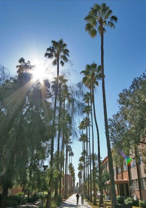 Palmeiras de leque de tronco fino Washingtonia robusta