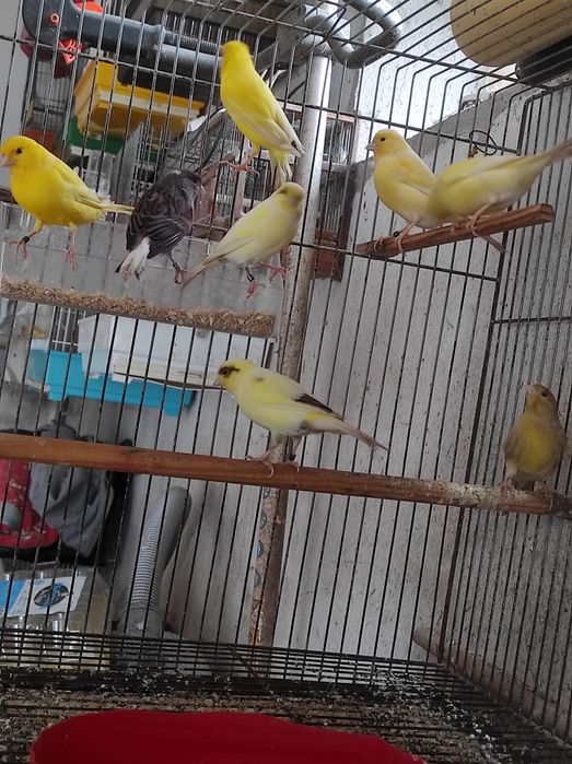 Machos e fêmeas deste ano