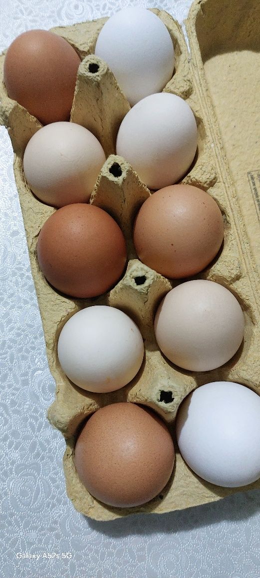 Jajka wiejskie  nie z paszy smaczne, zdrowe i ekologiczne