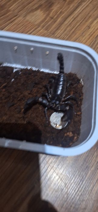 Skorpion heterometrus samiec duże sztuki