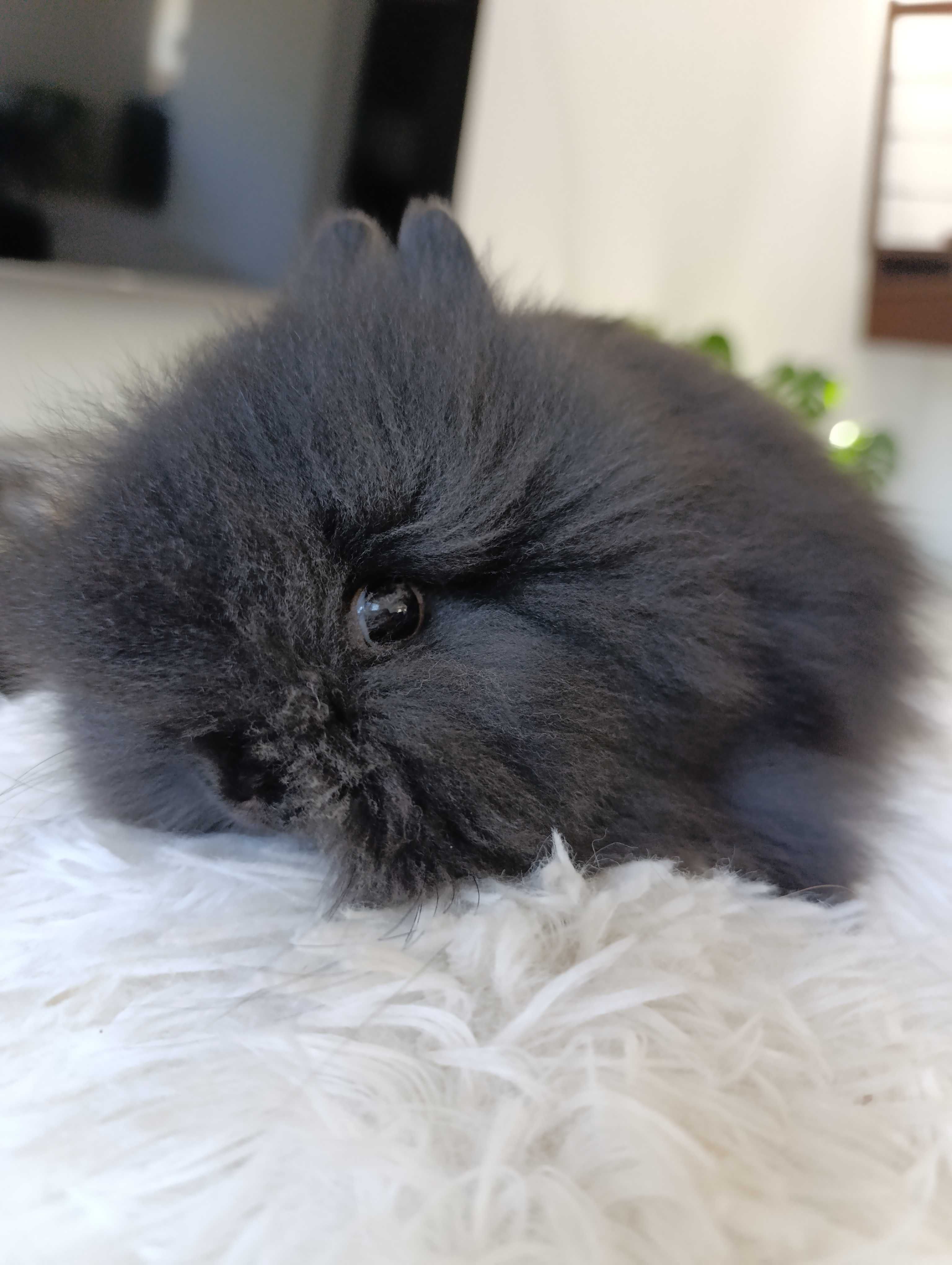Mini lop karzełek Teddy hodowla zarejestrowana