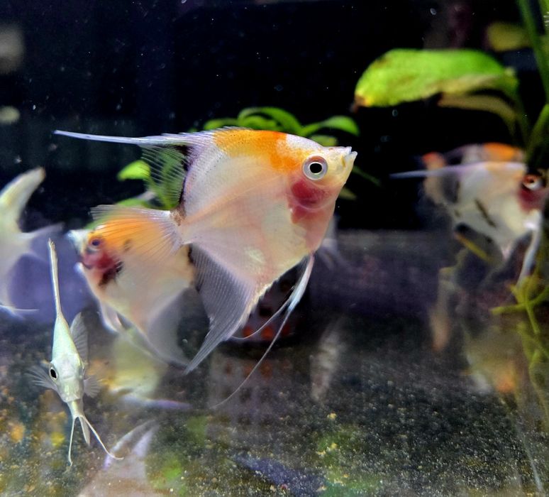 Skalar koi (wysyłamy)