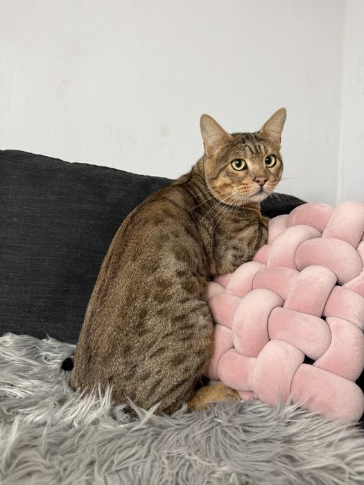 Велетень Тео Саванна Ф5