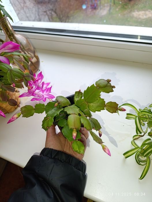 Кімнатна рослина, шлюмбергера, різдвяник, декабрист