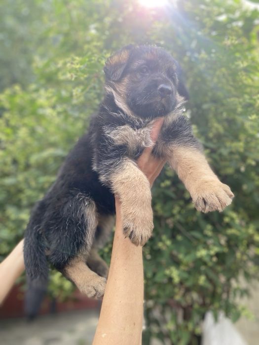 Щенки немецкой овчарки