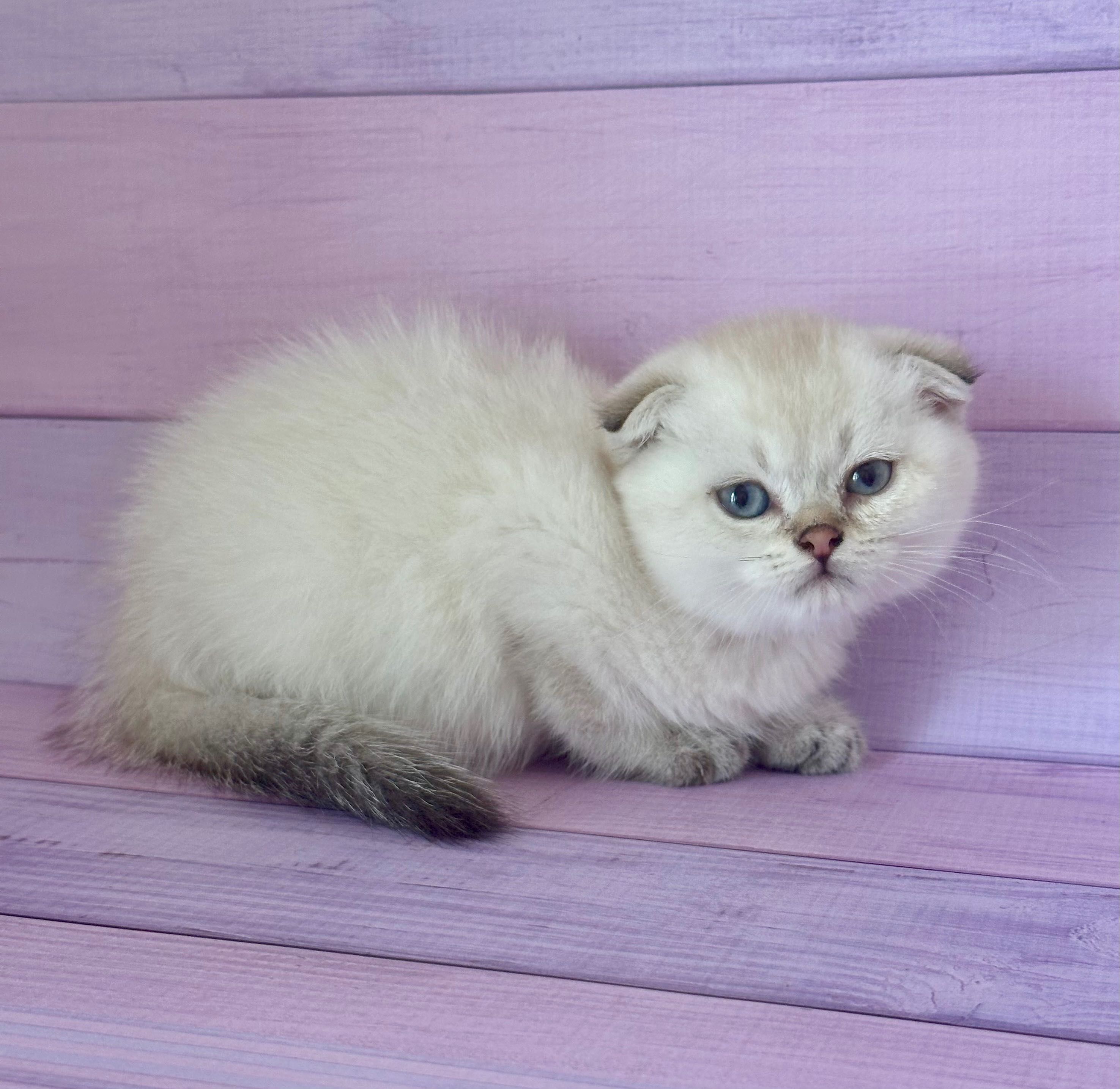 Scottish Fold macho