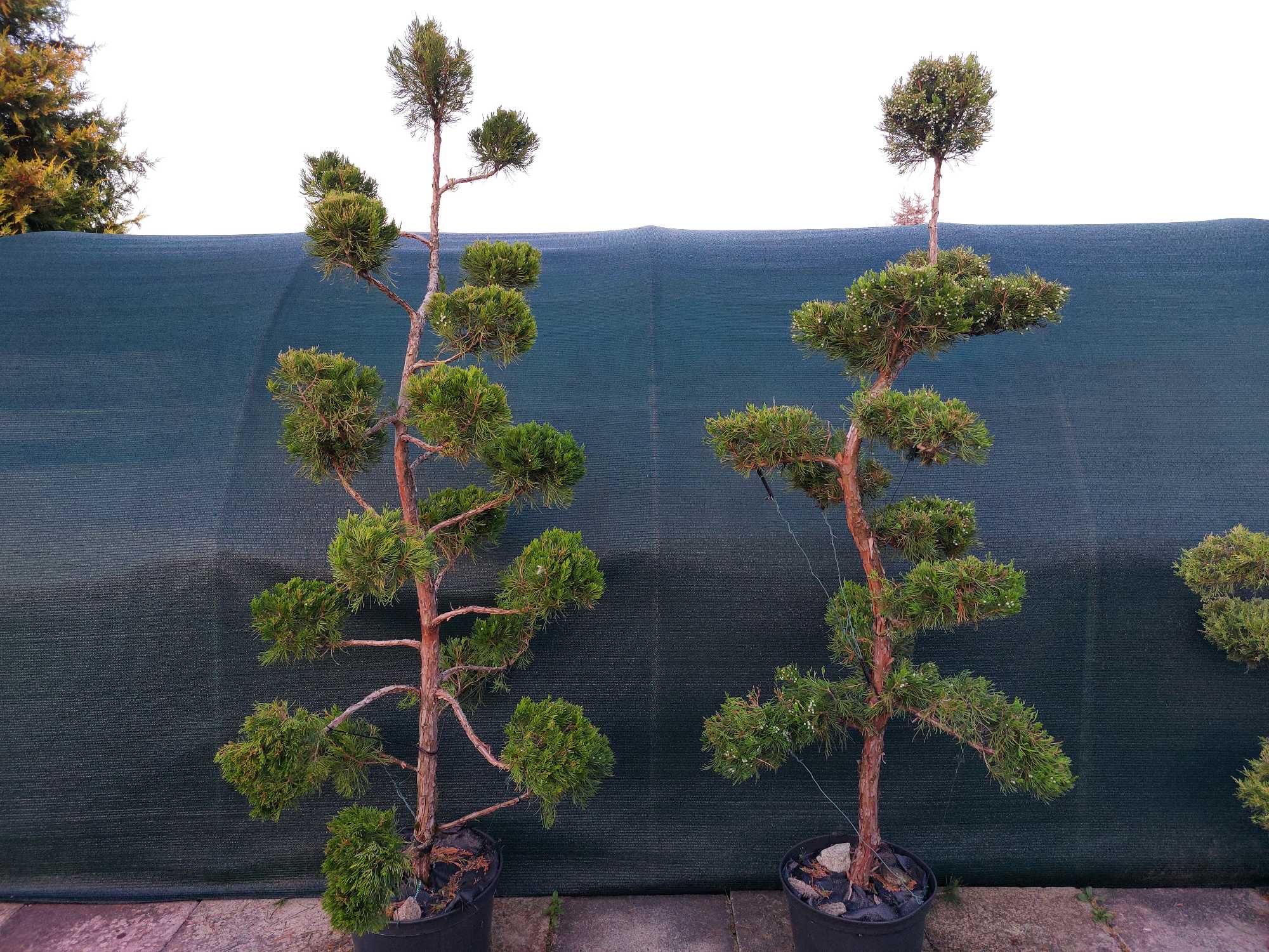 Szkółka roślin ozdobnych - niwaki, bonsai - jałowiec, sosna, cis, inne