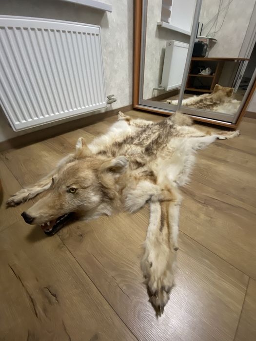 Продам натуральную шкуру волка .Отличная выченка