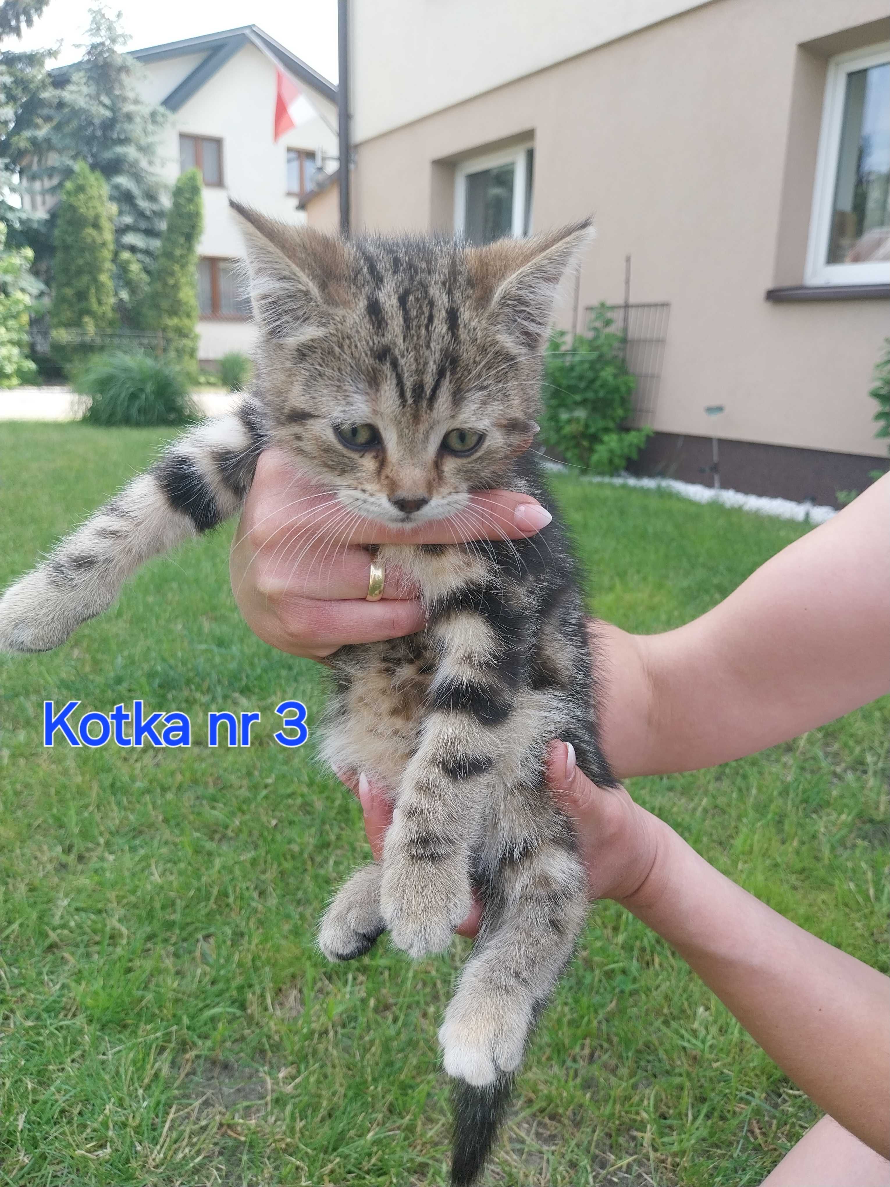 Kot kocieta koty