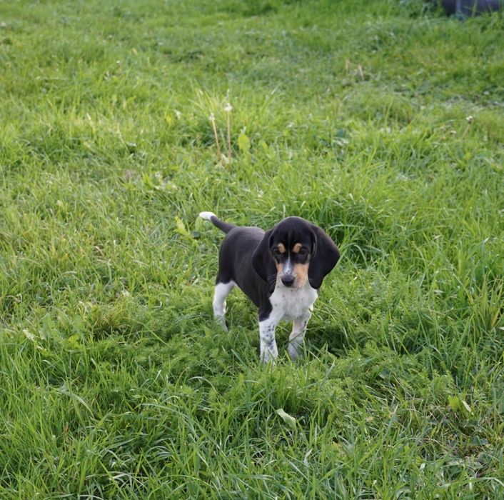 Suczka gończy berneński krótkonożny Beagle