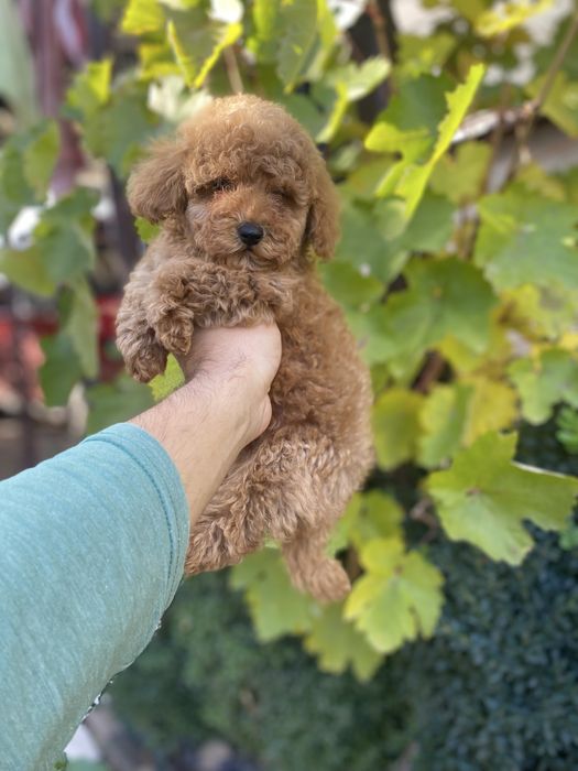 Грайливі цуцики мальтіпу