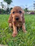 Cocker Spaniel suczka