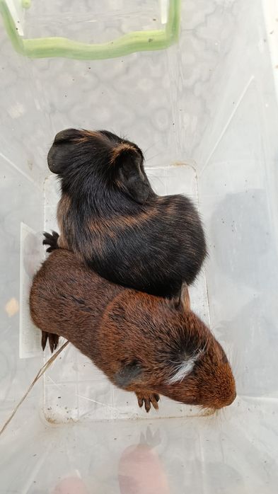 Малыши морской свинки.