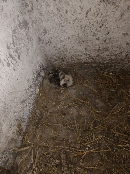 Sprzedam króliki miniaturki malutkie  3 sztuki MOŻLIWOŚĆ DOWOZU