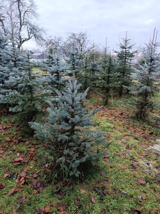 Świerk srebrny, zielony, choinka