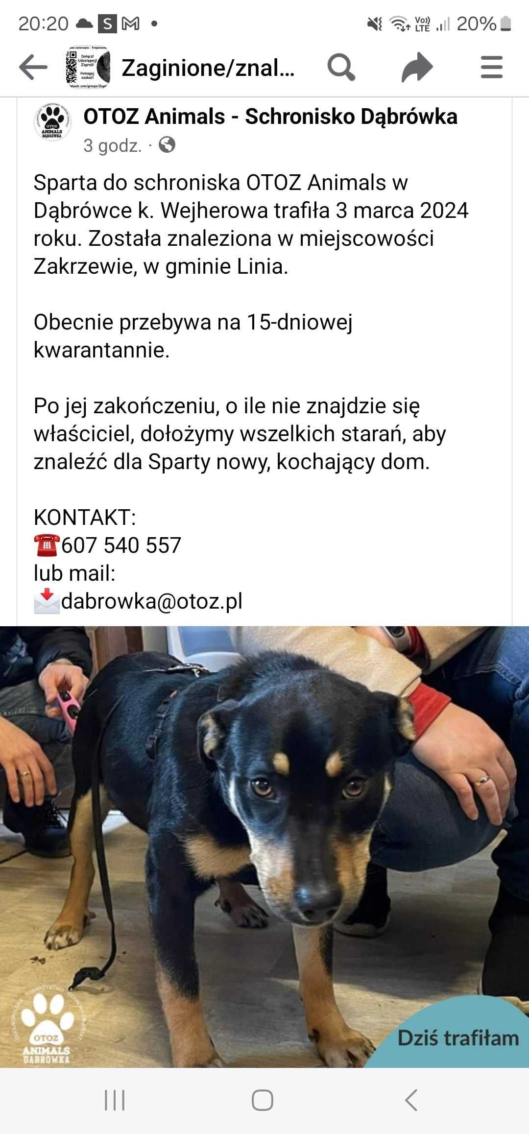 Suczka znaleziona w zakrzewiu