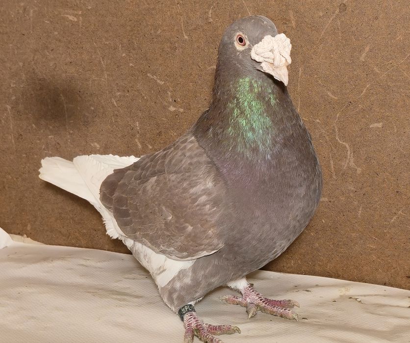 Staropolskie zwierzeta - ogł nr 1.