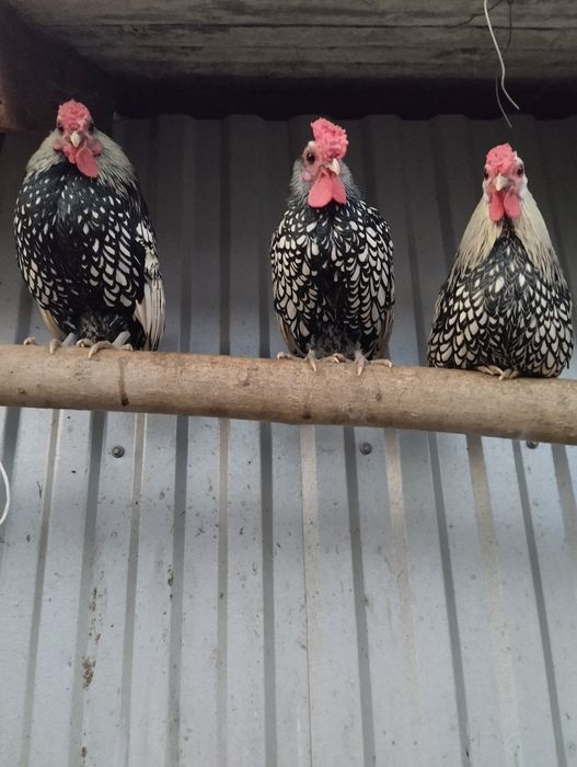 Продам курей себрайт, є різні кольори,