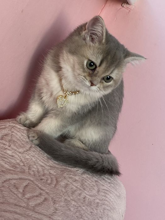 Золотая шиншилла