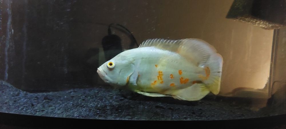 Астронотус-oskar