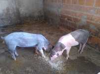 2 porcos inteiros