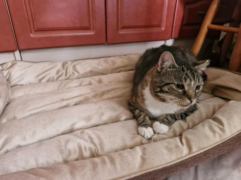 Przygarnij pulchnego kotka :)