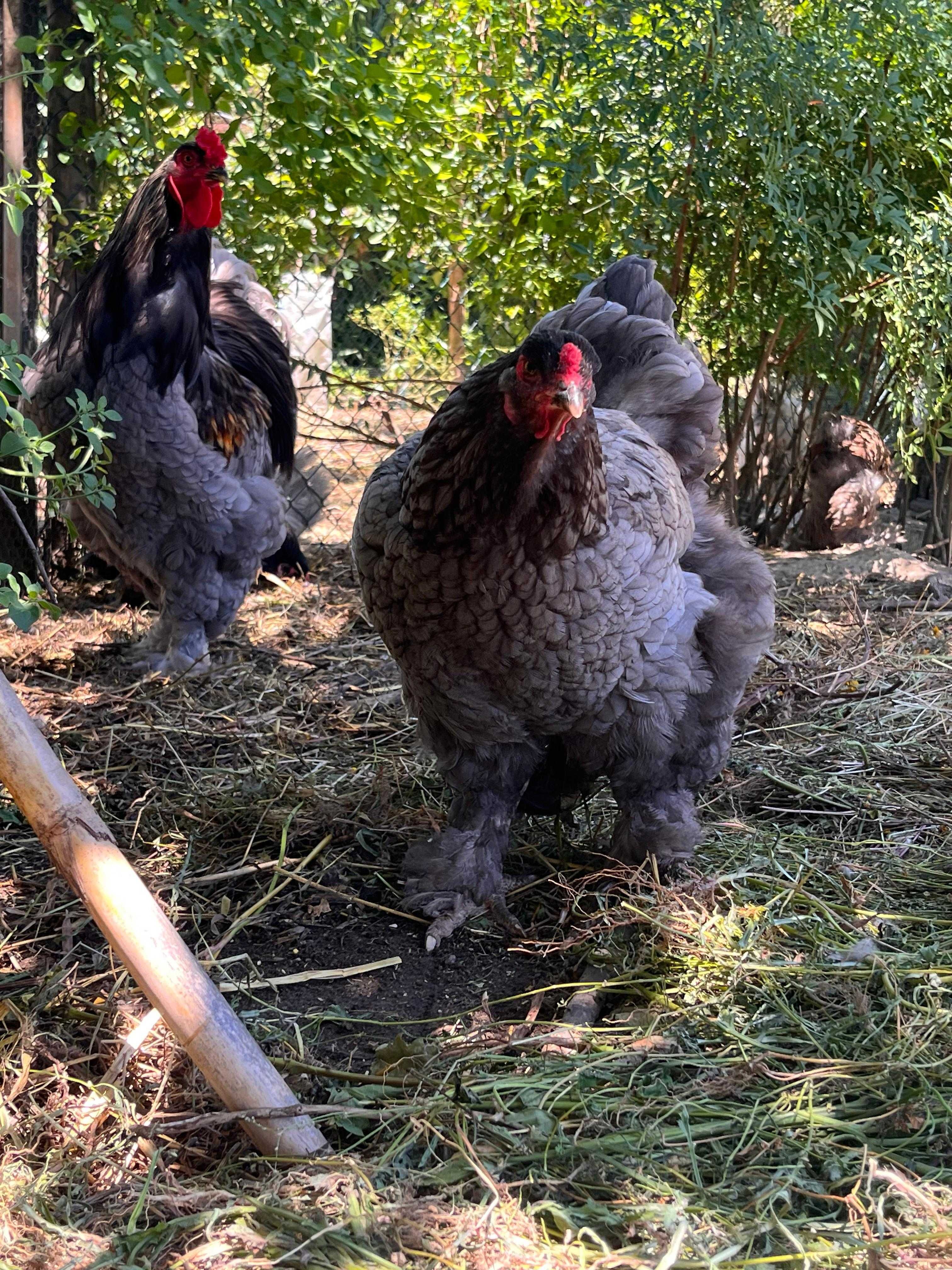 BRAHMA AZUL (ovos e aves)