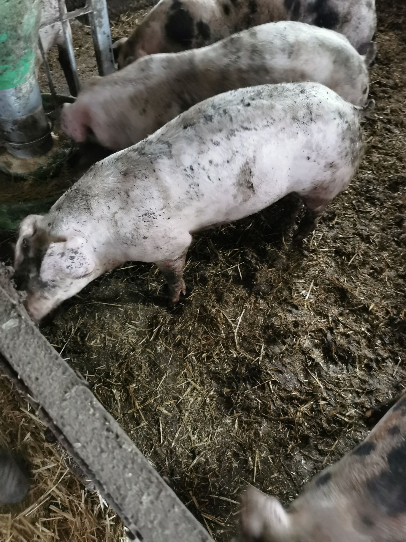 Sprzedam knurka młodego