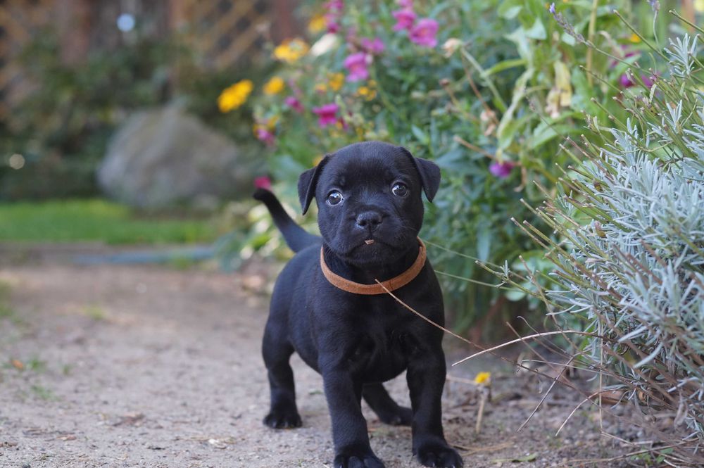 Stffordshire Bull Terrier  ZKwP/ FCI