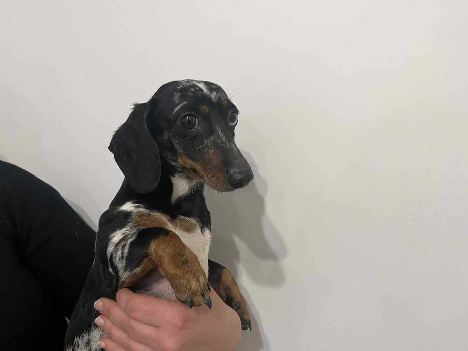 jamnik miniaturowy merle