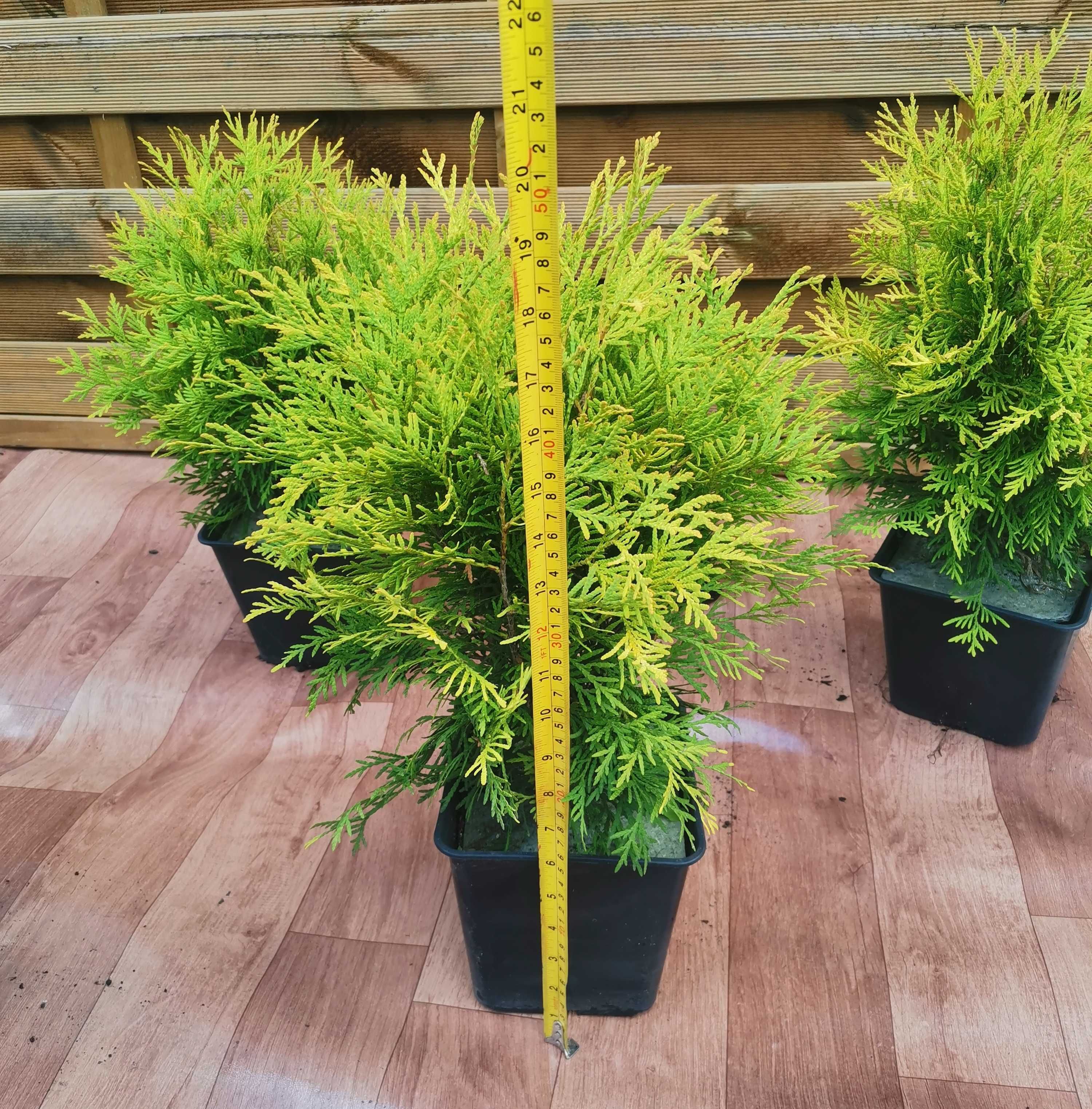 Złota Kulka Tuja Thuja Golden Globe 30-45cm