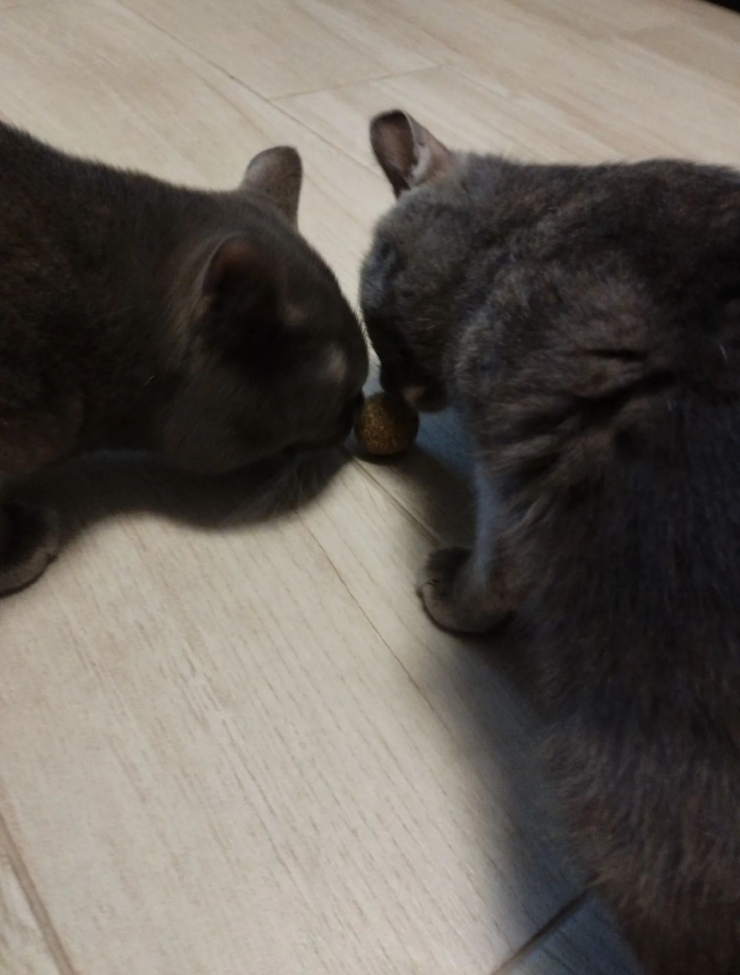 Шар, мячик из кошачьей мяты