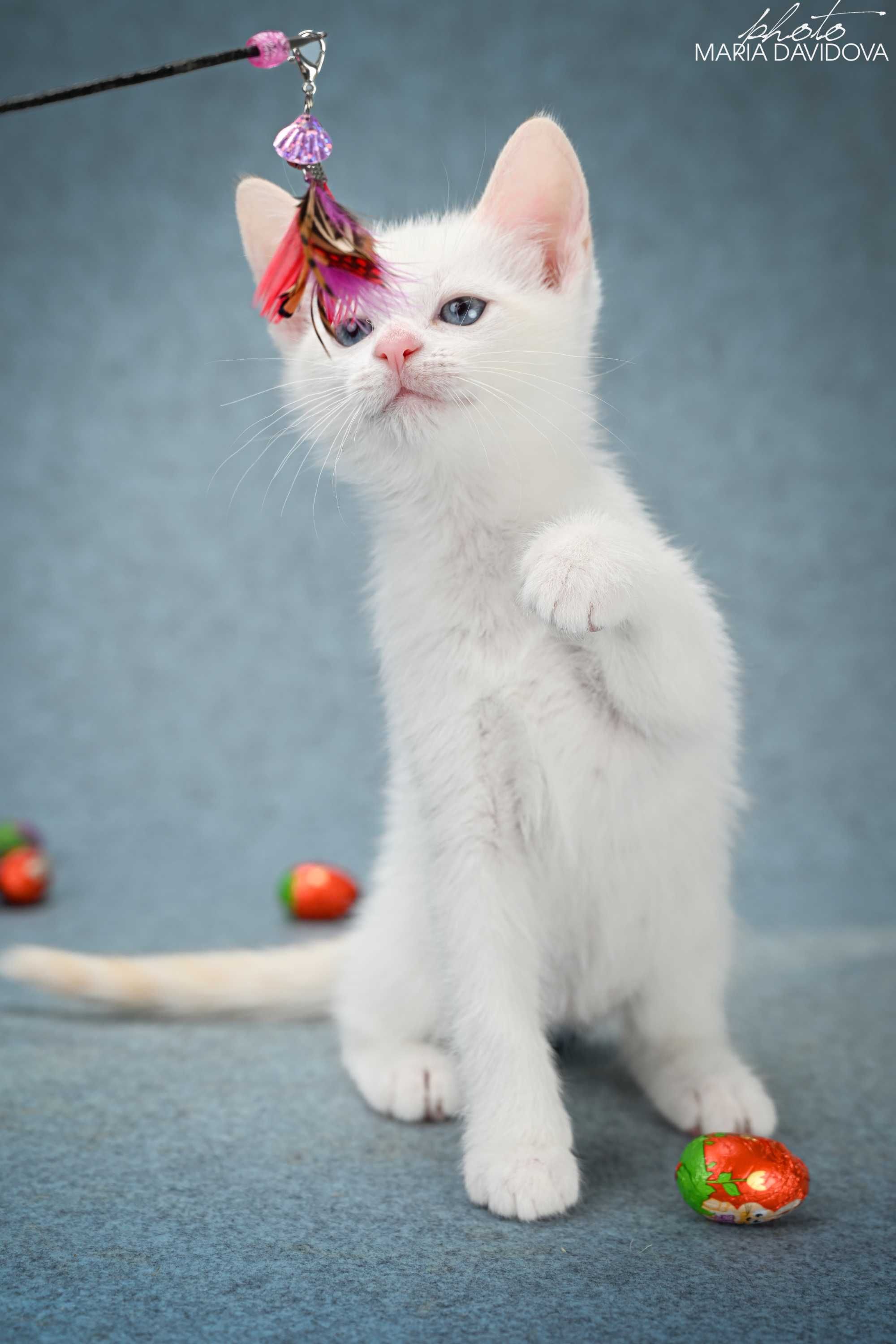 Котенок голубоглазый мльчик манчкин лонг ( длинные лапки)