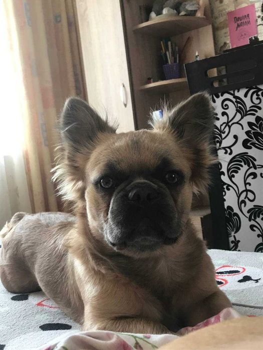 Французский бульдог Флаффи для вязки