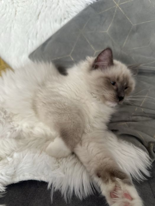 Cudowny Kocurek FPL gotowe do odbioru