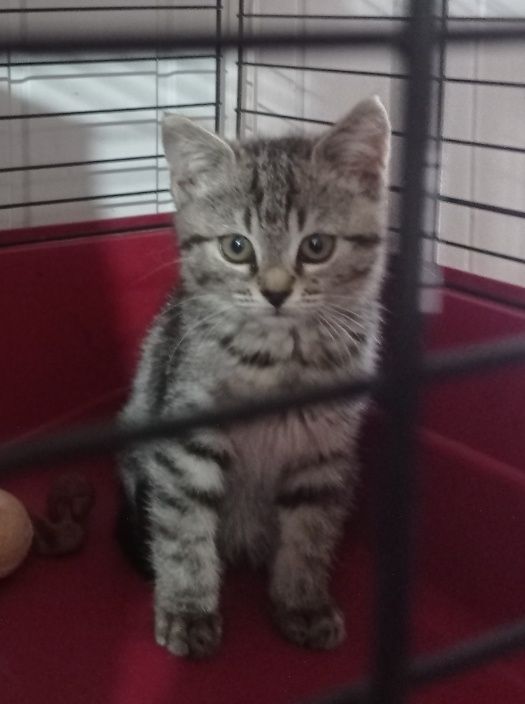 Віддам в люблячу родину