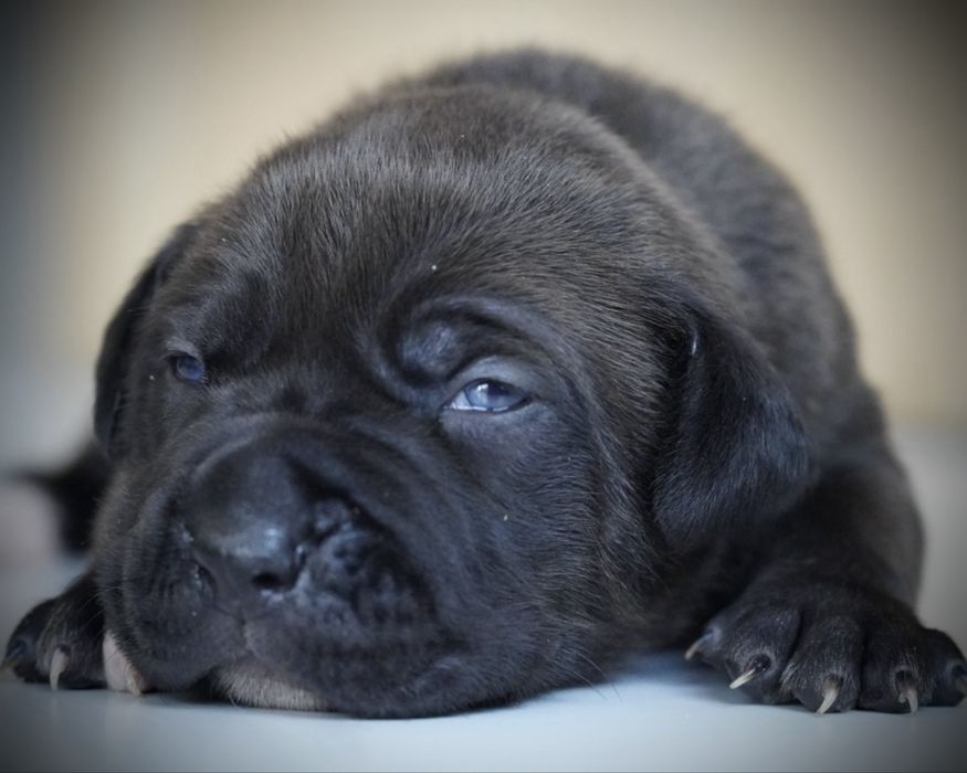 American Bully XL ABKC