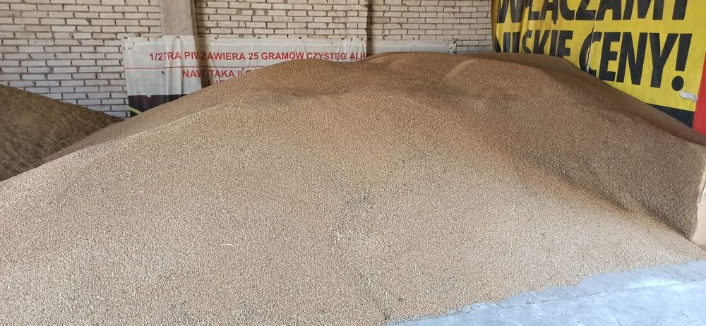 Pszenica euforia ok 25t