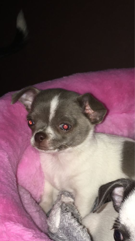 Chihuahua cudowny chłopczyk z niebieskimi oczami