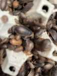 Karaczan argentynski dubia 1-2cm