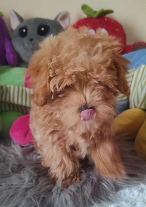 Maltipoo Piękny Czesio