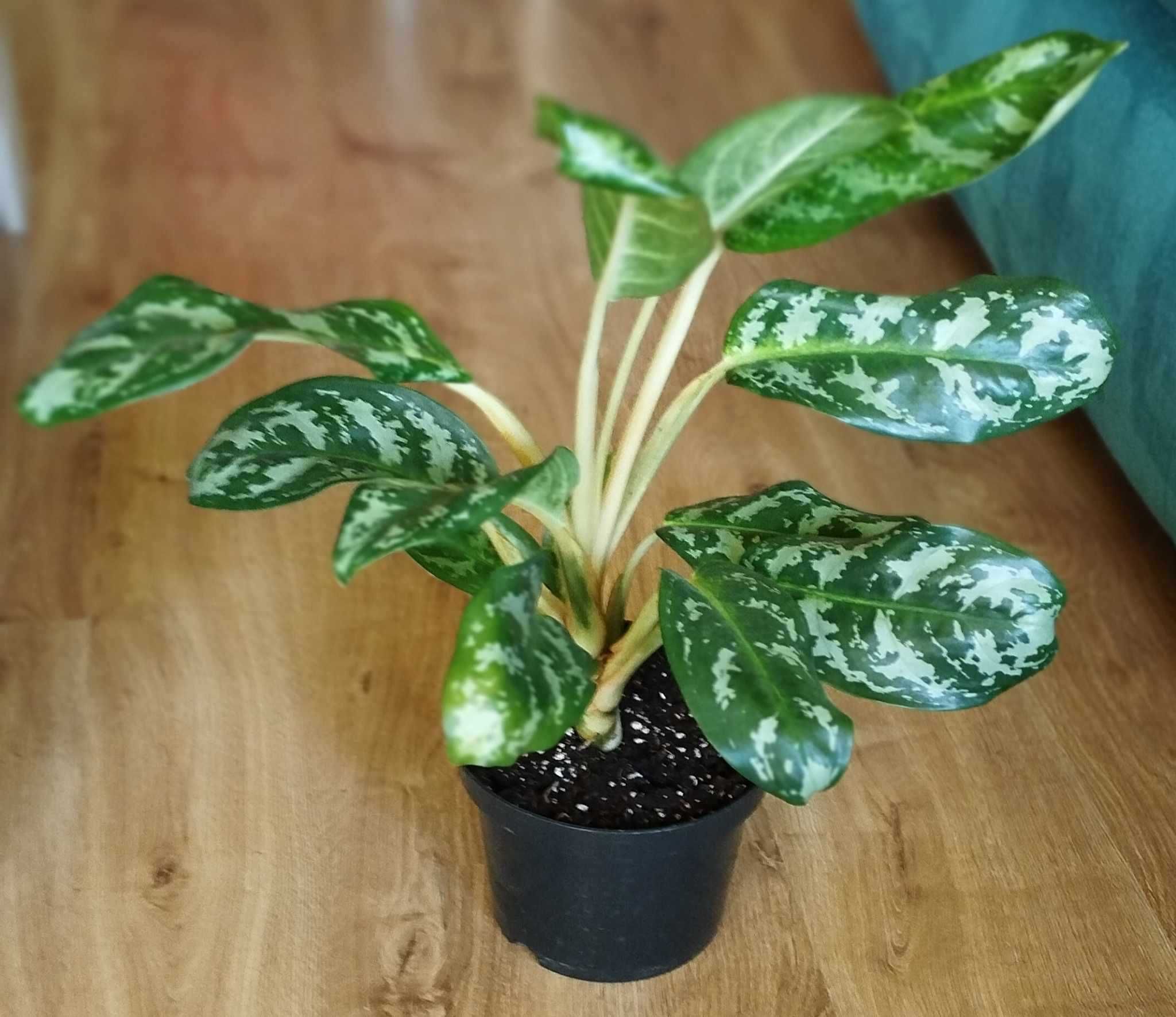Aglaonema Amazon Silver -roślina doniczkowa _Łódź